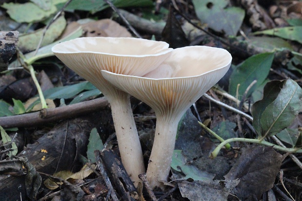 strmuľka veľká Infundibulicybe geotropa (Bull.) Harmaja