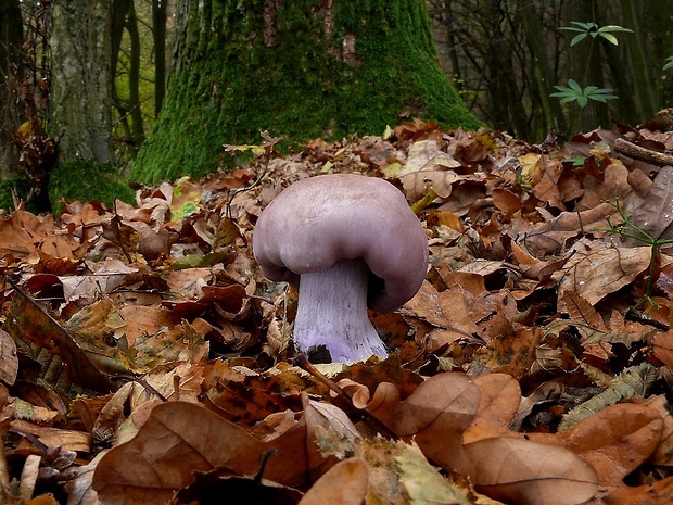 pôvabnica fialová Lepista nuda (Bull.) Cooke