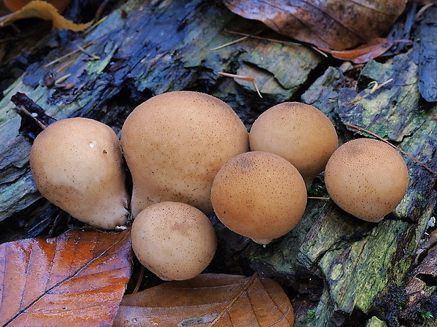 prášnica hruškovitá Lycoperdon pyriforme Schaeff.