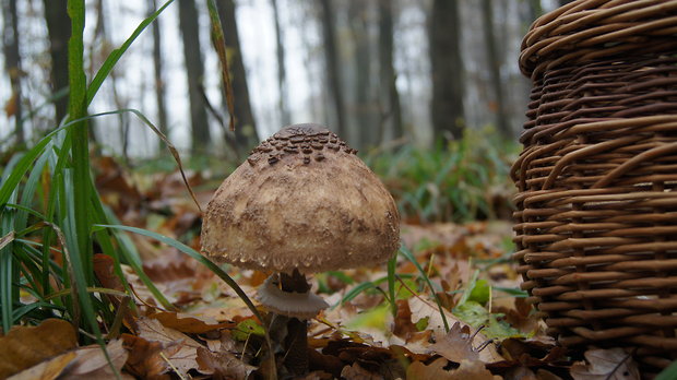 bedľa vysoká Macrolepiota procera (Scop.) Singer