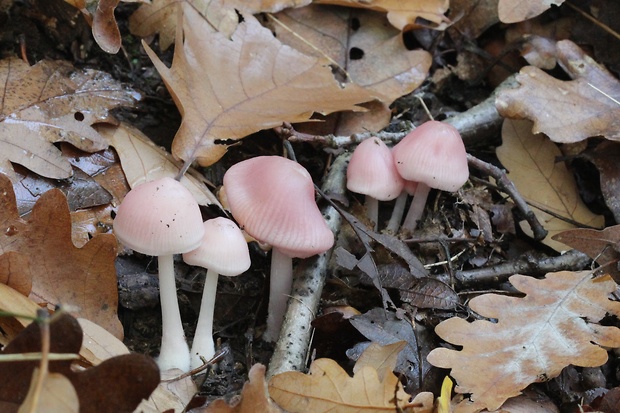 prilbička ružovkastá Mycena rosea Gramberg