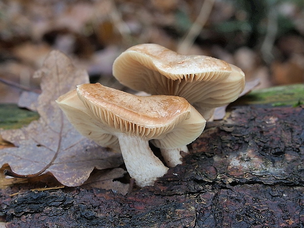 šupinovka hlinovookrová Pholiota lenta (Pers.) Singer