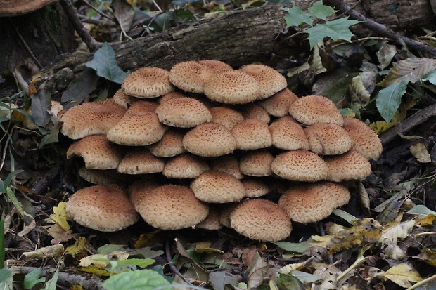 šupinovka šupinatá Pholiota squarrosa (Vahl) P. Kumm.