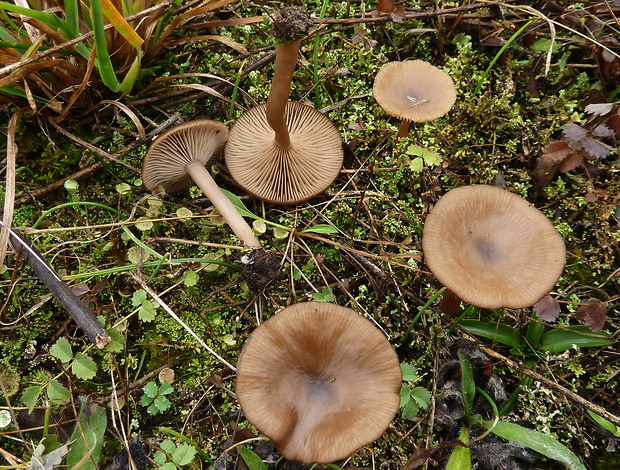 strmulica blednúca Pseudoclitocybe expallens (Pers.) M.M. Moser