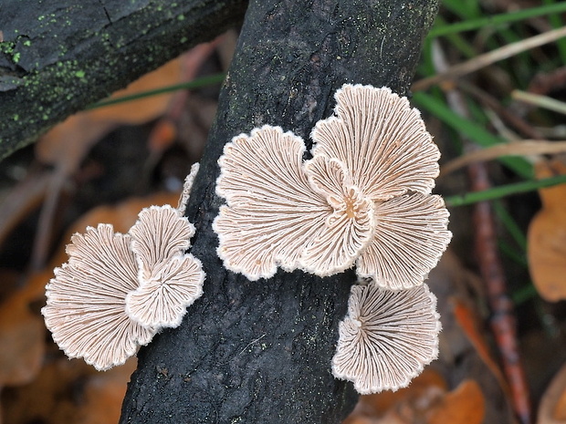 klanolupeňovka obyčajná Schizophyllum commune Fr.