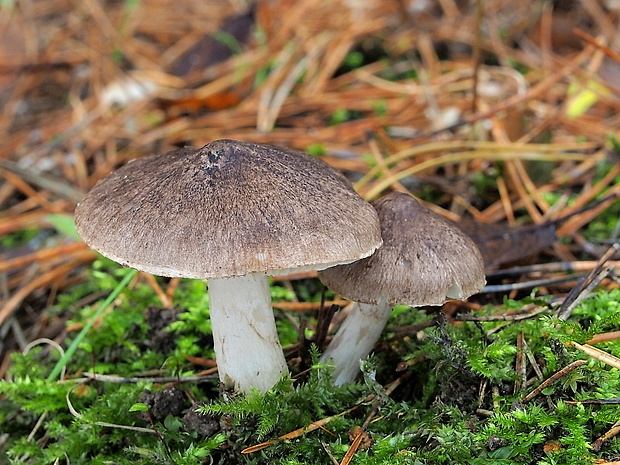 čírovka zemná Tricholoma terreum (Schaeff.) P. Kumm.