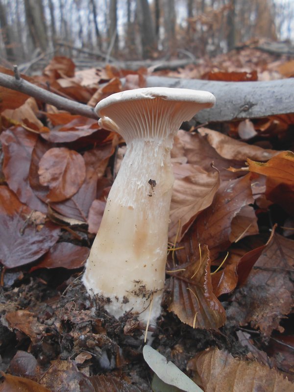 strmuľka Clitocybe sp.