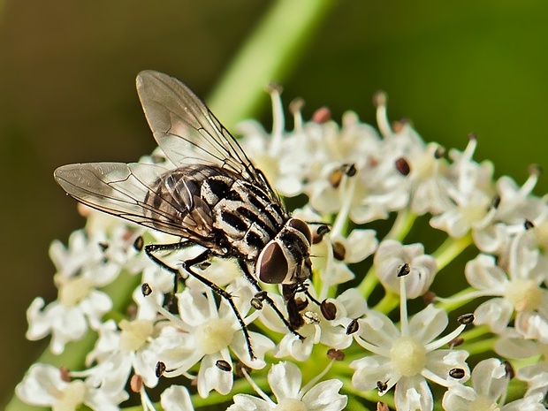 mucha Graphomya maculata ♀