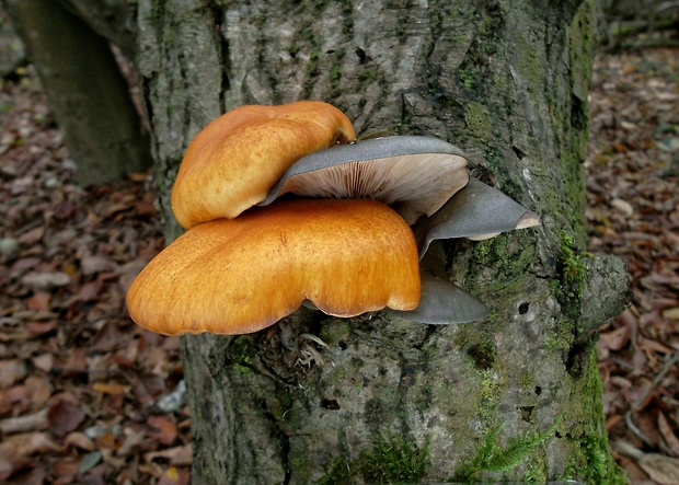 šupinovka + pňovka neskorá  Pholiota sp. + Sarcomyxa serotina