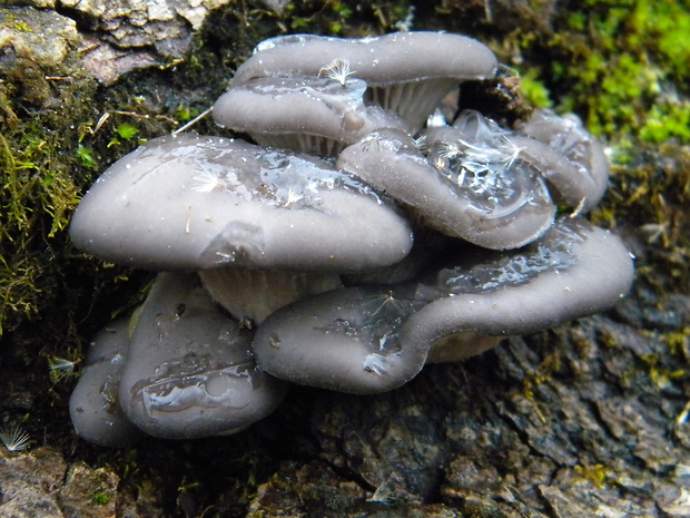 hliva ustricovitá modrastá Pleurotus columbinus Quél.