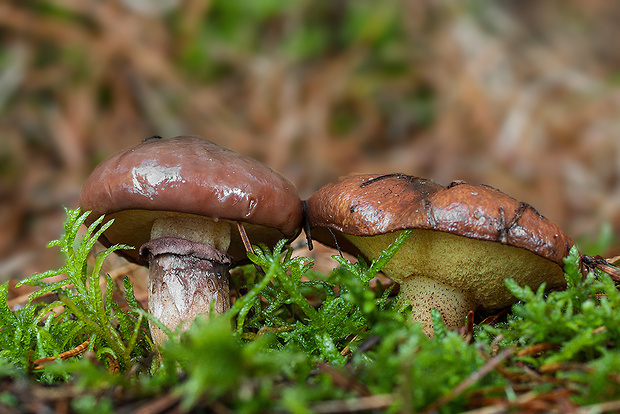 masliak obyčajný Suillus luteus (L.) Roussel