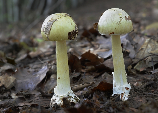 muchotrávka zelená Amanita phalloides (Vaill. ex Fr.) Link