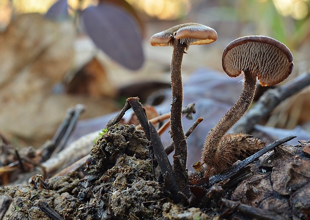 lopatovka obyčajná Auriscalpium vulgare Gray