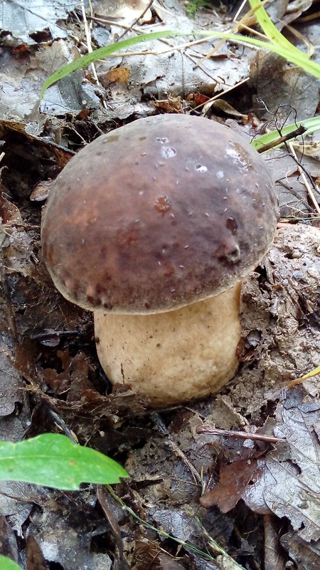 hríb sosnový Boletus pinophilus Pil. et Dermek in Pil.