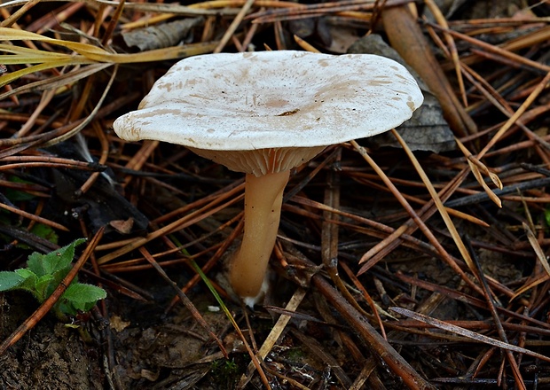 strmuľka hrabanková Clitocybe phyllophila