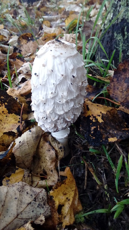 hnojník obyčajný Coprinus comatus (O.F. Müll.) Pers.