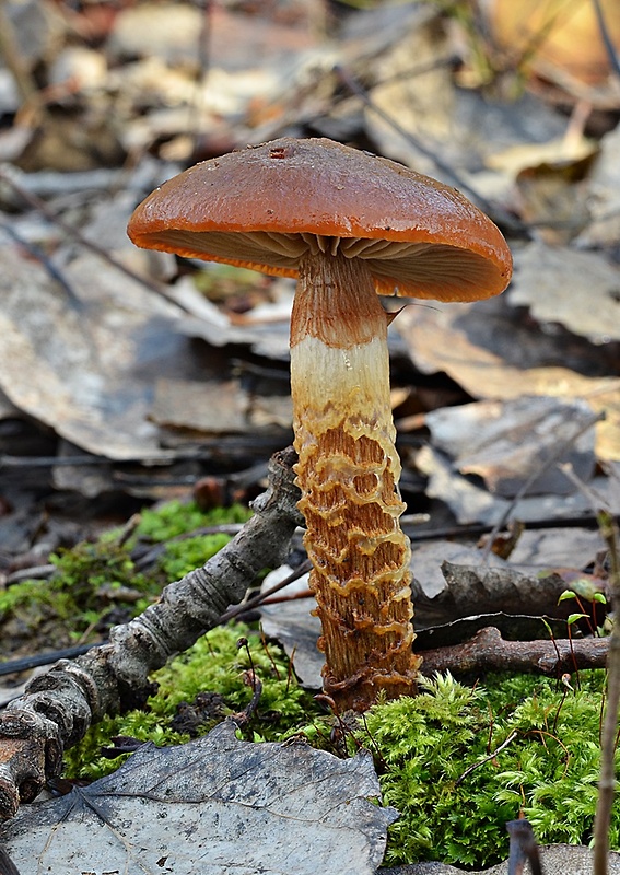 pavučinovec mazľavý Cortinarius trivialis J.E. Lange