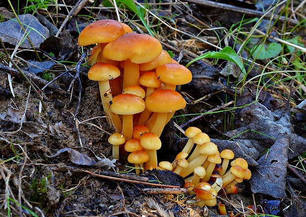 plamienka Flammulina sp.