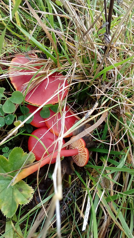 lúčnica Hygrocybe sp.