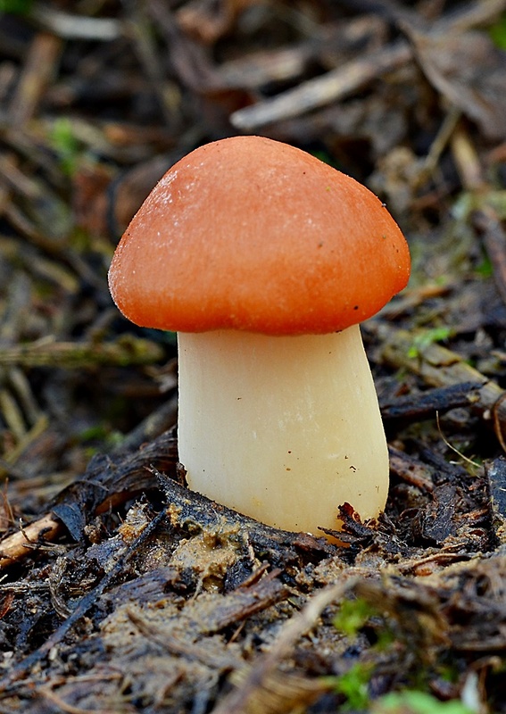 šťavnačka mrazová zlatá Hygrophorus hypothejus var. aureus (Arrh.) Imler