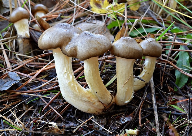 šťavnačka mrazová Hygrophorus hypothejus (Fr.) Fr.