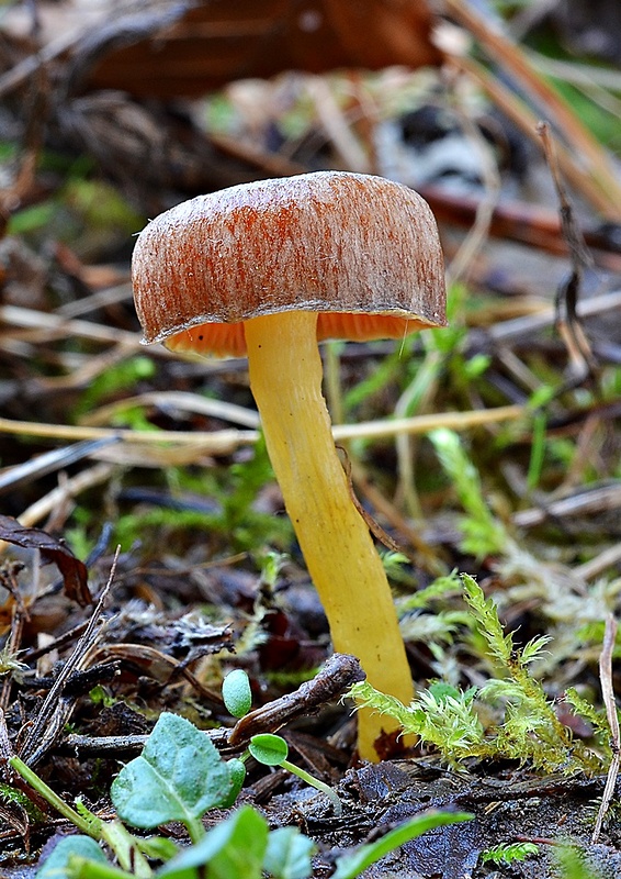 šťavnačka mrazová Hygrophorus hypothejus (Fr.) Fr.