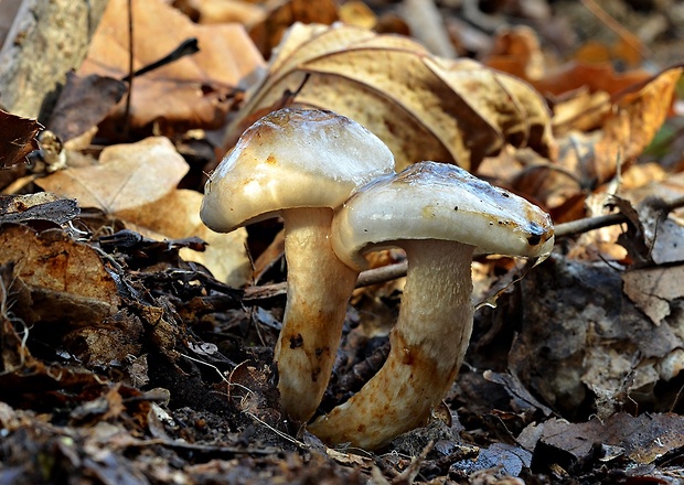 šťavnačka Persoonova Hygrophorus persoonii Arnolds