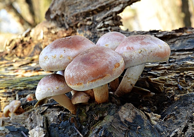 strapcovka tehlovočervená Hypholoma lateritium (Schaeff.) P. Kumm.