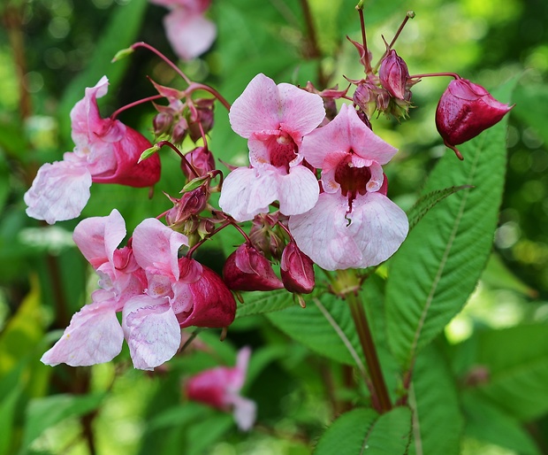 netýkavka žliazkatá Impatiens glandulifera Royle