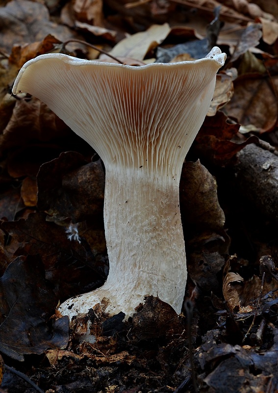 strmuľka veľká Infundibulicybe geotropa (Bull.) Harmaja