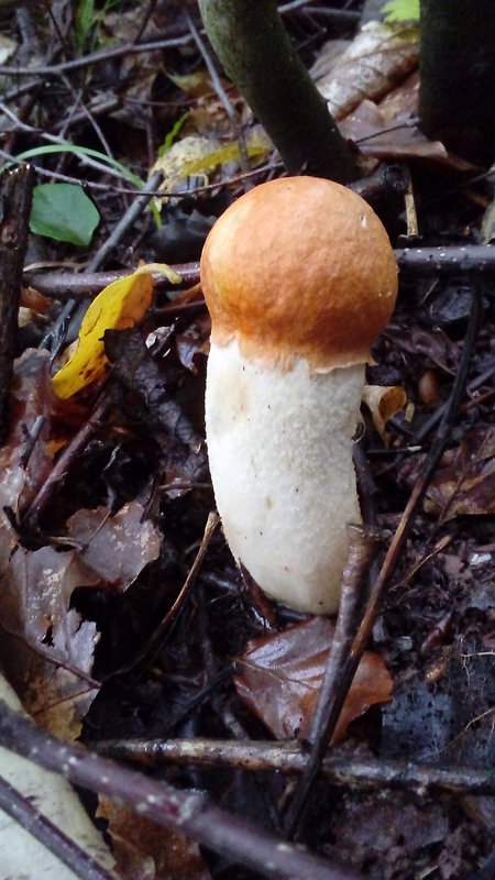 kozák osikový Leccinum albostipitatum den Bakker & Noordel.