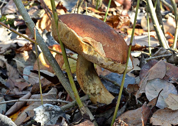 kozák dubový Leccinum aurantiacum (Bull.) Gray