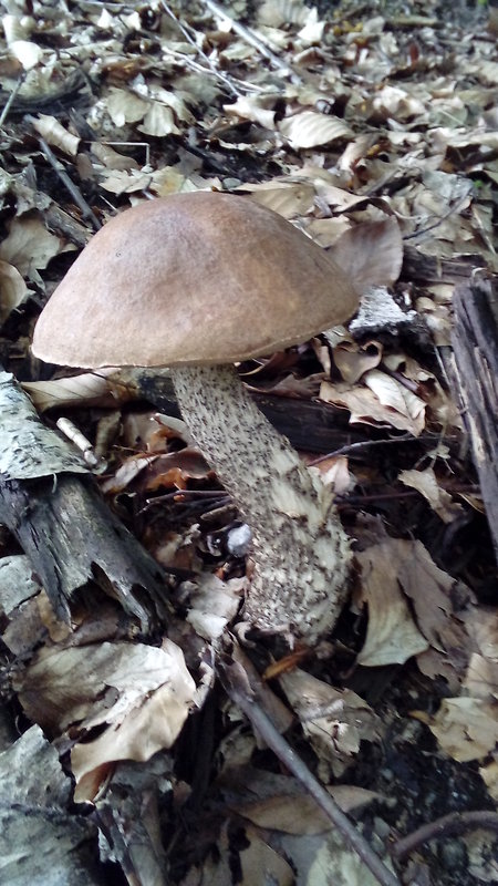 kozák Leccinum sp.