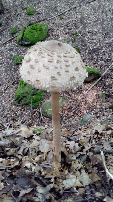 bedľa vysoká Macrolepiota procera (Scop.) Singer