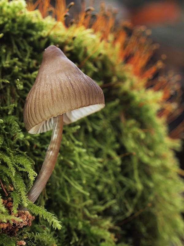 prilbička ryhovaná Mycena polygramma (Bull.) Gray