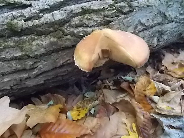 šupinovka hlinovookrová Pholiota lenta (Pers.) Singer