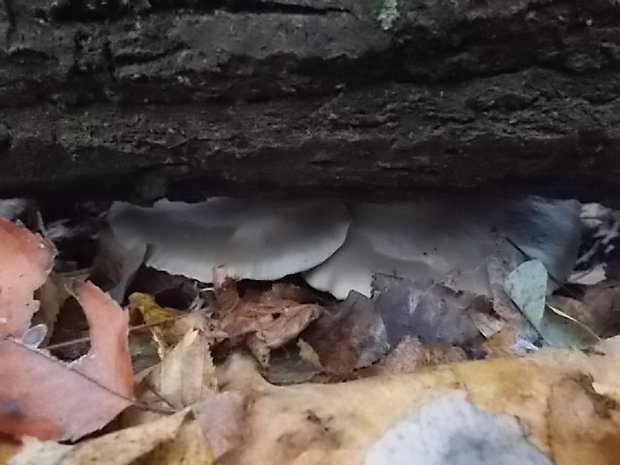 hliva ustricovitá Pleurotus ostreatus (Jacq.) P. Kumm.