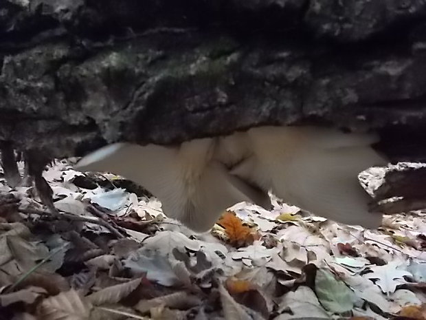 hliva ustricovitá Pleurotus ostreatus (Jacq.) P. Kumm.