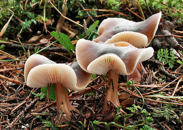 peniazovka maslová Rhodocollybia butyracea (Bull.) Lennox