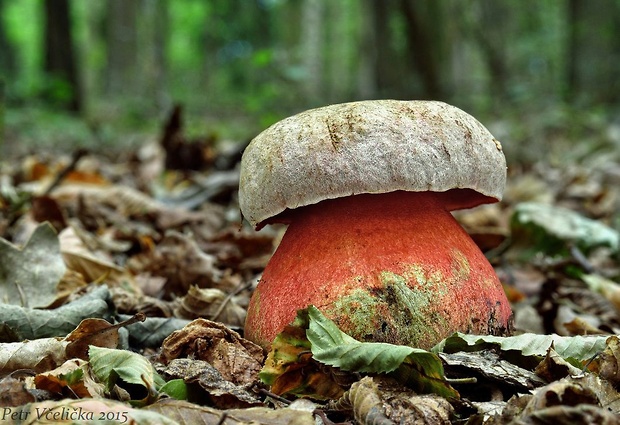 hríb Le Galovej Rubroboletus legaliae (Pilát & Dermek) Della Maggiora & Trassin.