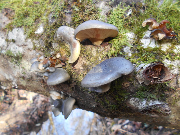 pňovka neskorá Sarcomyxa serotina (Pers.) P. Karst.