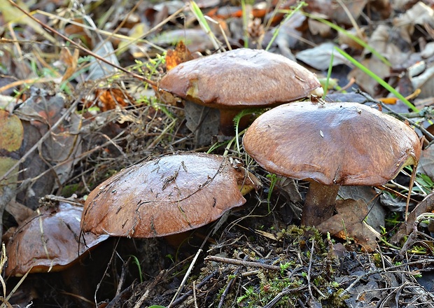 masliak obyčajný Suillus luteus (L.) Roussel