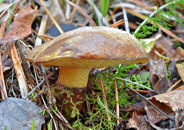 masliak lepkavý Suillus viscidus (L.) Roussel