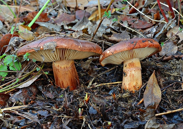 čírovka prstencová Tricholoma batschii Gulden