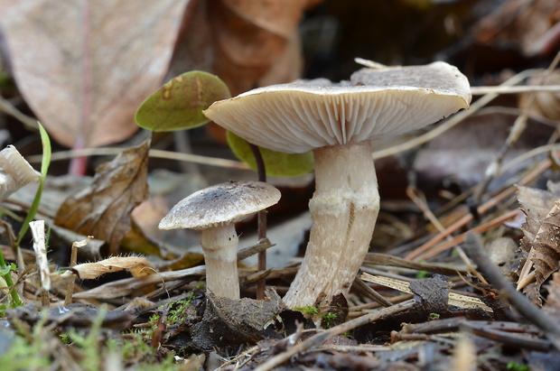 čírovka vŕbová Tricholoma cingulatum (Almfelt) Jacobashch