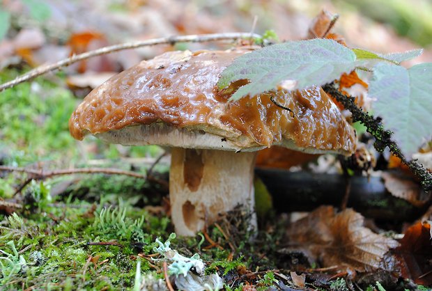 hríb smrekový Boletus edulis Bull.