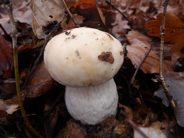 hríb smrekový Boletus edulis Bull.