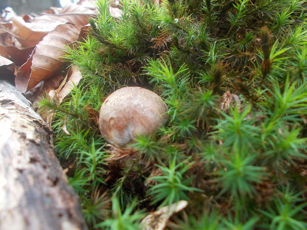 hríb sosnový Boletus pinophilus Pil. et Dermek in Pil.