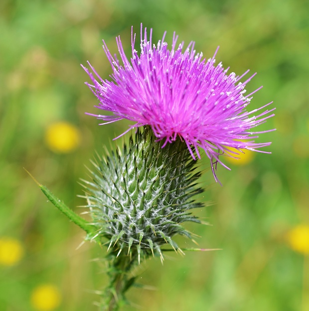 pichliač obyčajný Cirsium vulgare (Savi) Ten.