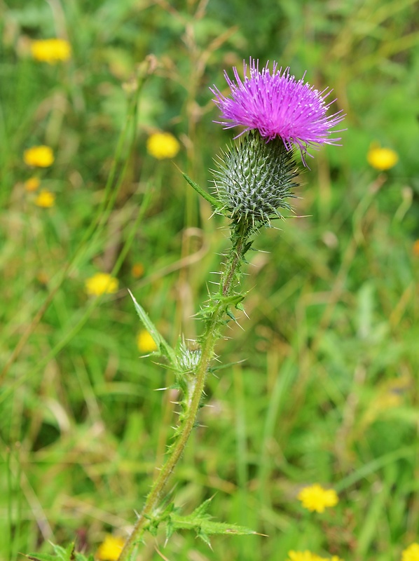 pichliač obyčajný Cirsium vulgare (Savi) Ten.